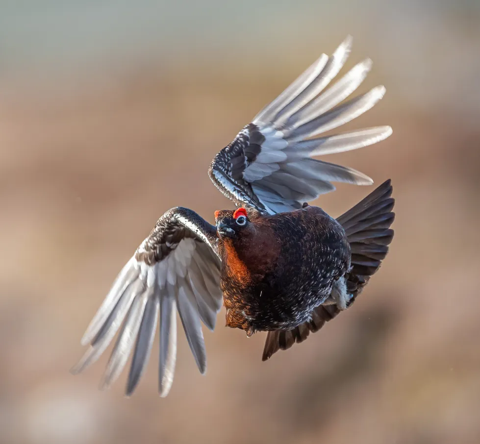 Clougha Grouse by John Bentham