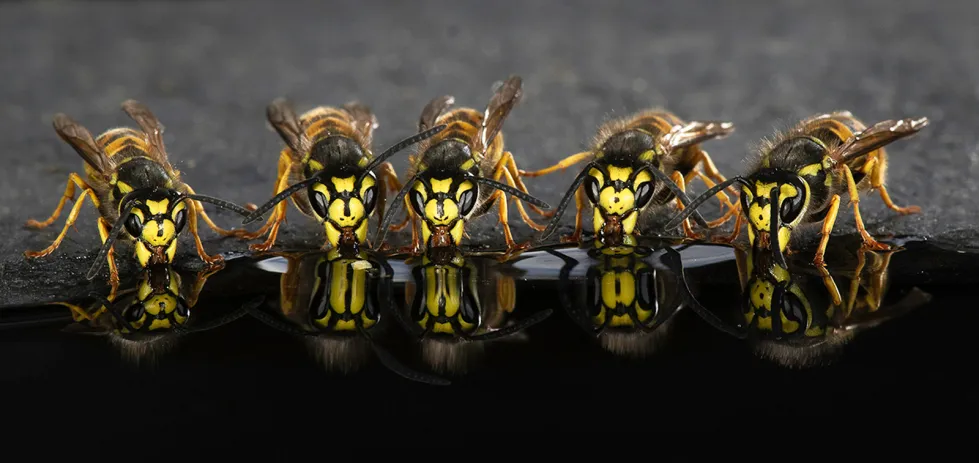 Wasps Drinking by Ellen Bell