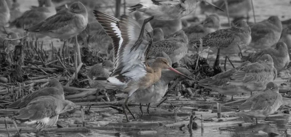 Godwit by James Clements