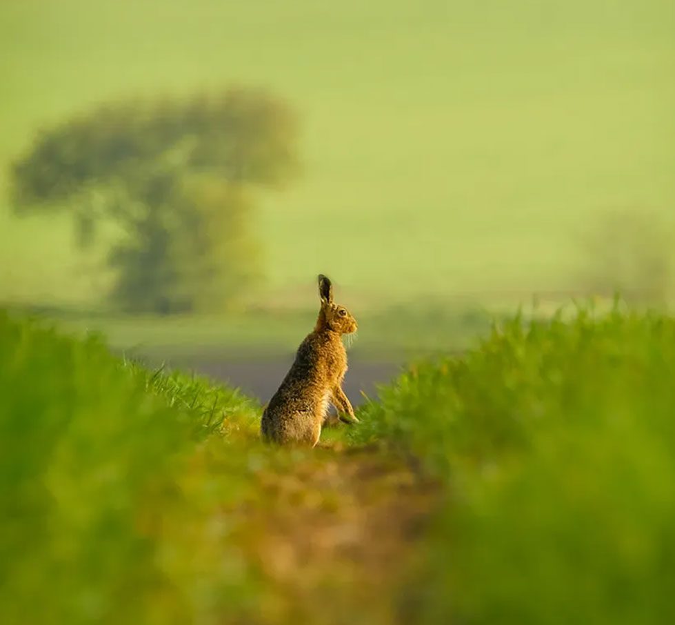 Brown Hare by Mick Ryan